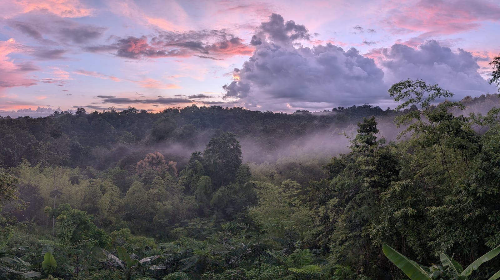 Mist rising through a dense Ecuadorian forest under a pink evening sky.