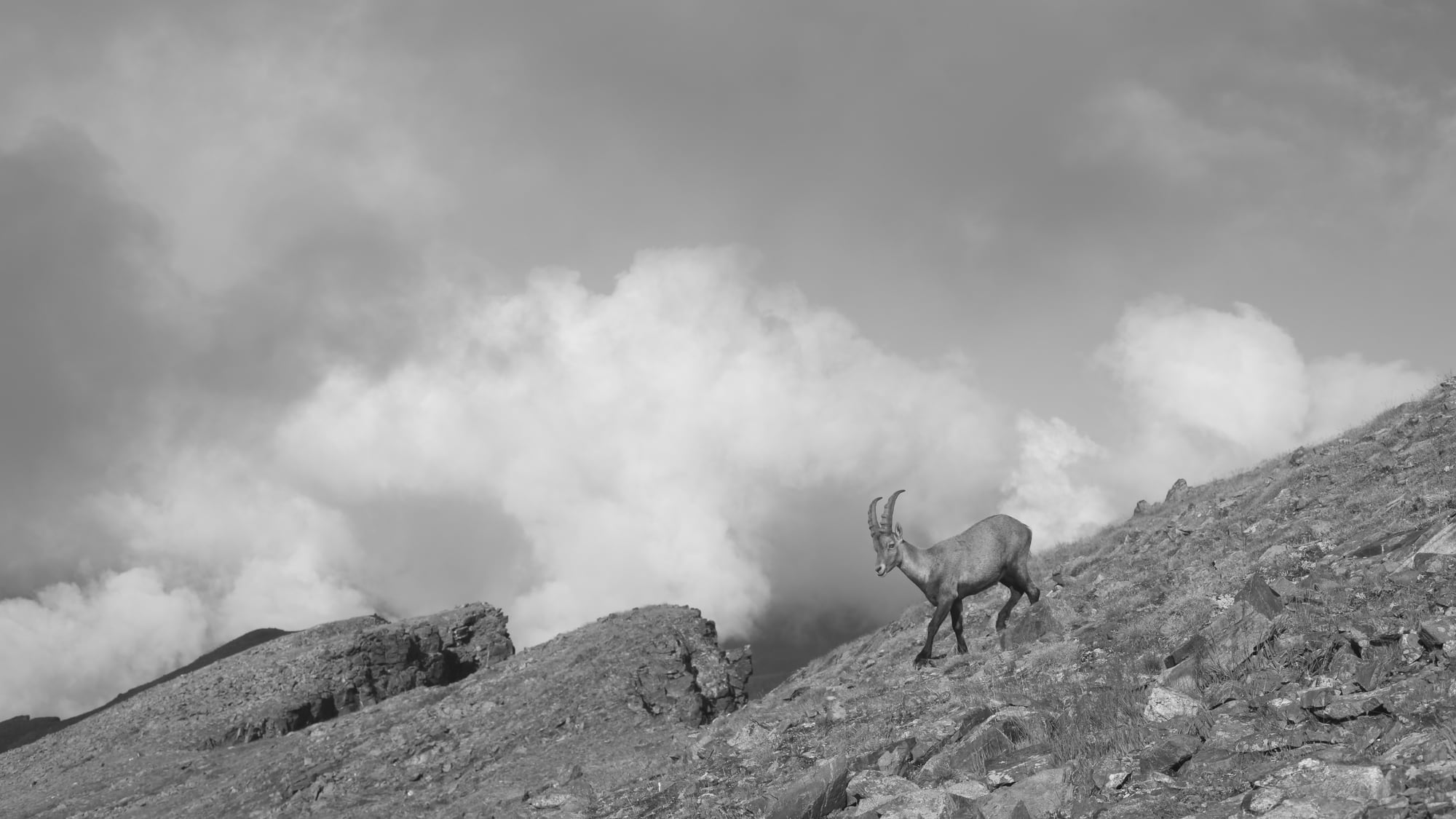 A black and white photograph of a mountain goat crossing a rocky slope.